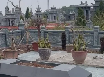 Cây xanh và cảnh quan